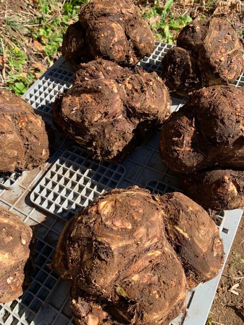 里芋　八頭　こまこま☆　10キロ 富士山麓産