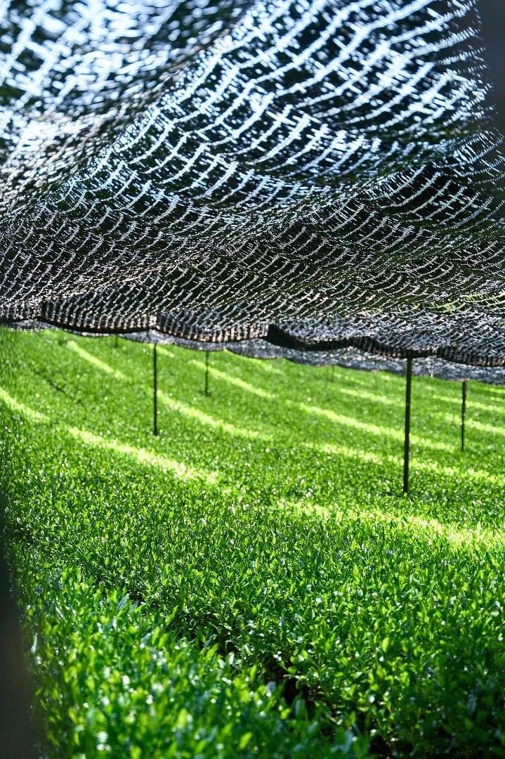 【業務用1kg】京都和束町産のオーガニック抹茶缶（シングルオリジン）