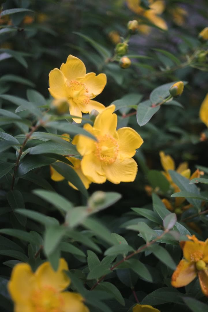 最古の交換レンズ Elmar 50mm F3.5 オールドレンズ