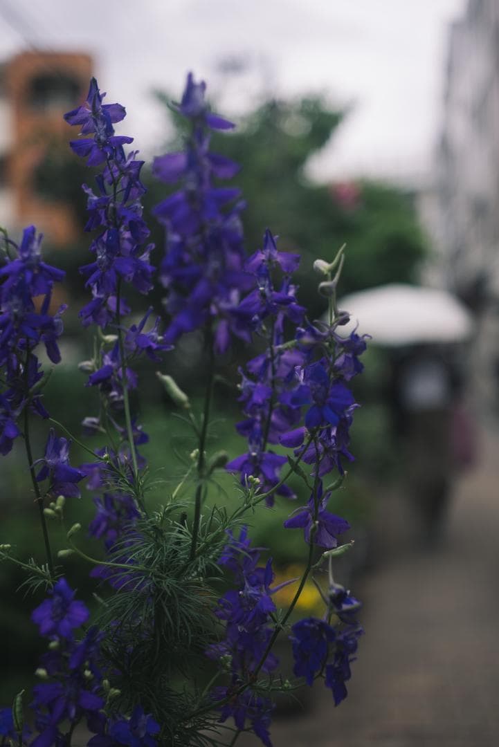 最古の交換レンズ Elmar 50mm F3.5 オールドレンズ