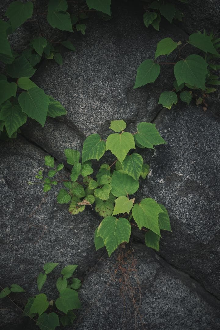 最古の交換レンズ Elmar 50mm F3.5 オールドレンズ