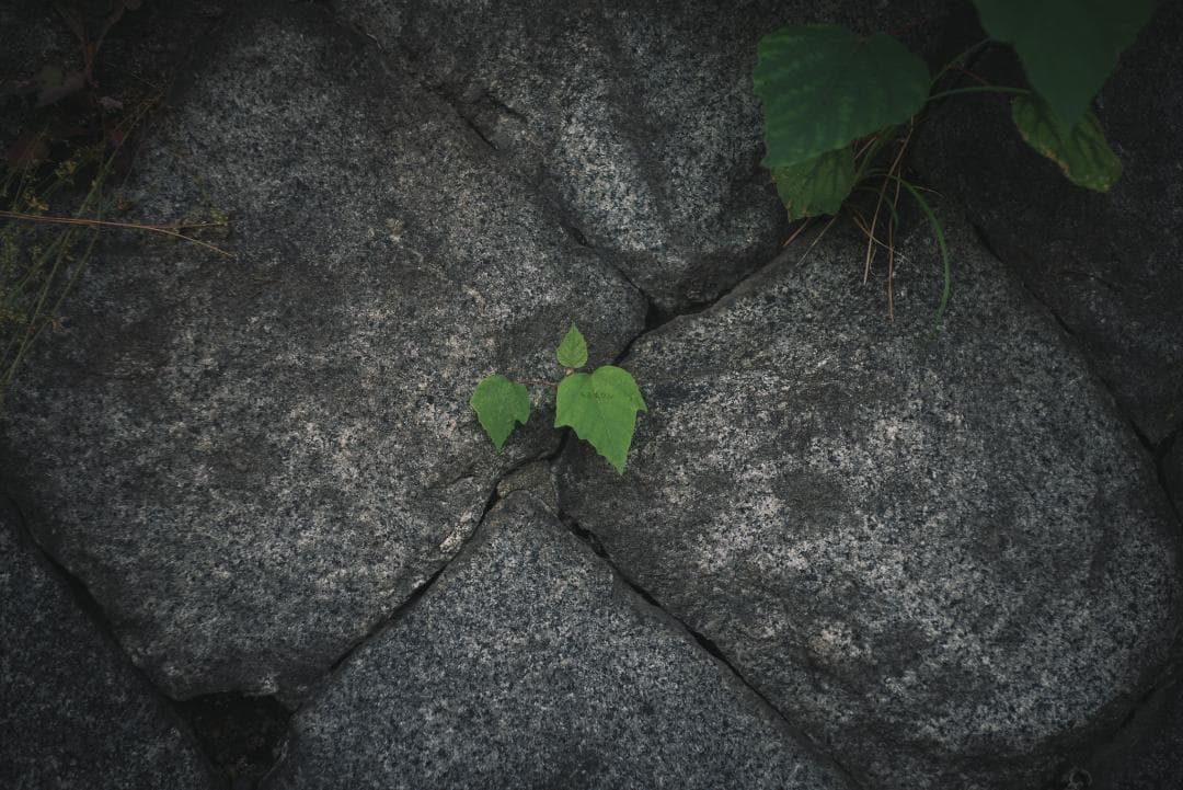 最古の交換レンズ Elmar 50mm F3.5 オールドレンズ
