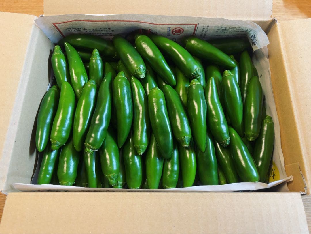 終了間際の今だけ価格！⑦栃木県産フレッシュハラペーニョ！箱込み約10kg