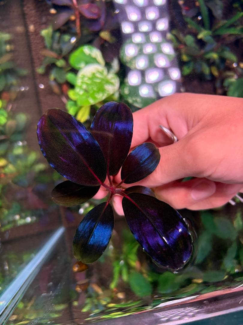 joy(プロフページ ティアブルー　ムーンライト