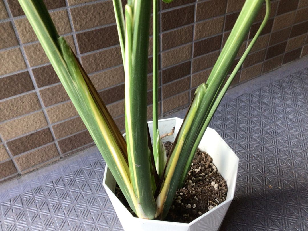 ② ます※プロフ要確認商品‼︎斑入りモンステラ・タイコンステレーション7号