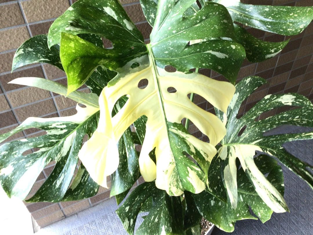 ② ます※プロフ要確認商品‼︎斑入りモンステラ・タイコンステレーション7号
