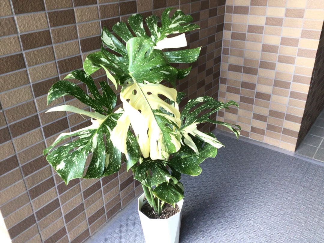 ② ます※プロフ要確認商品‼︎斑入りモンステラ・タイコンステレーション7号