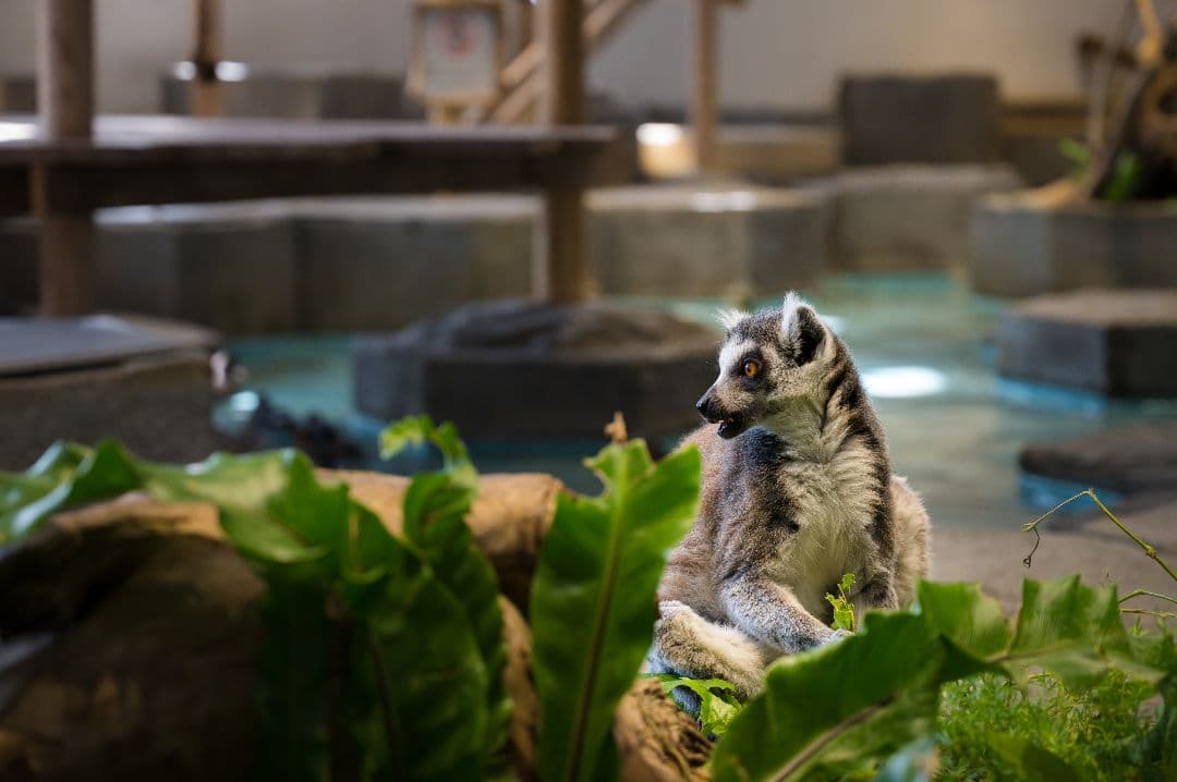 レンズ(ズーム) Nikon NIKKOR Z 24-70 F4 S