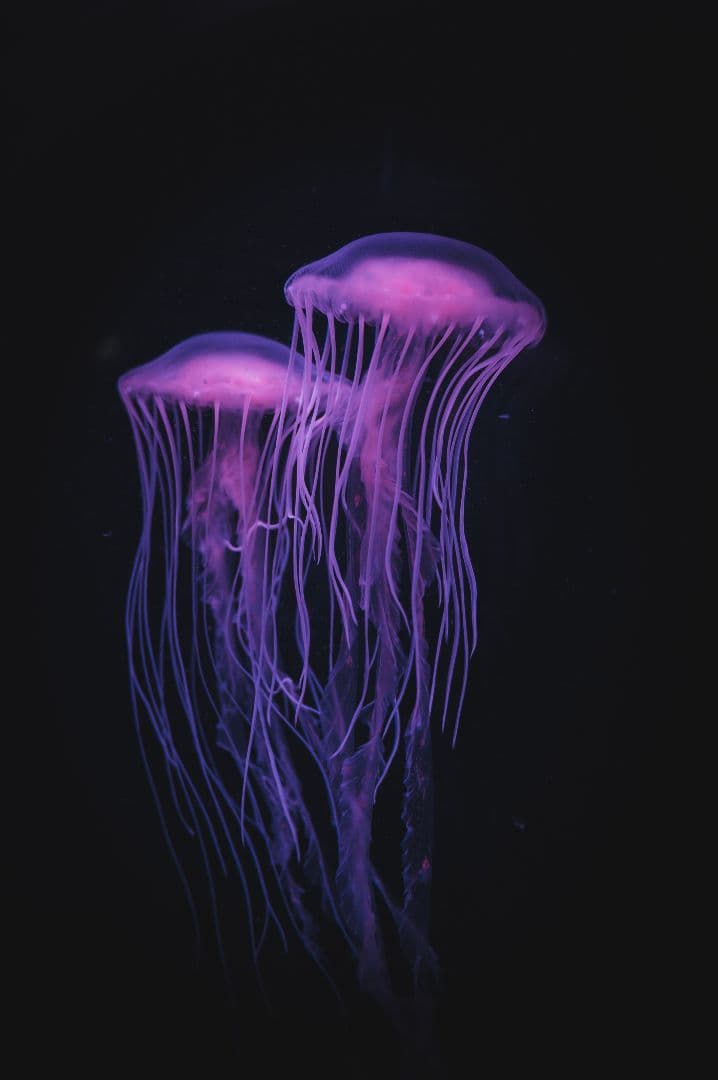 レンズ(ズーム) Nikon NIKKOR Z 24-70 F4 S