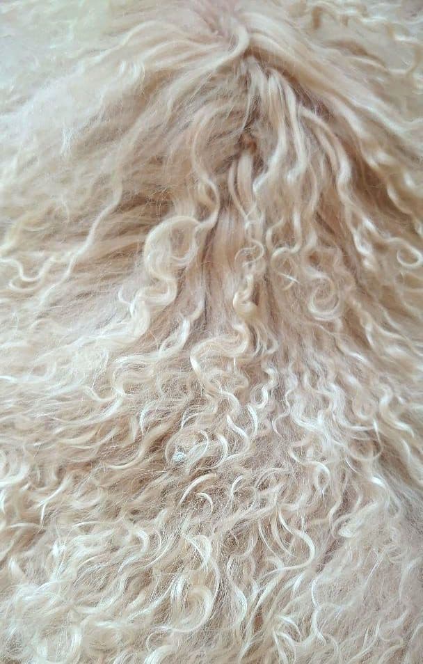 【ジルスチュアート】　軽くて暖かいシープ（羊の毛）のベスト