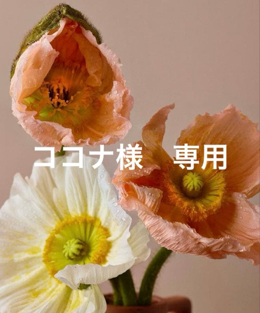 ココナ　黒　36サイズ