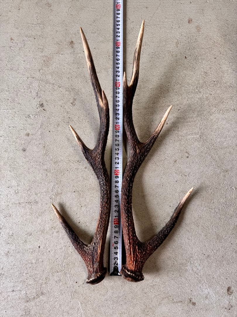 天然鹿の角5対(10本)セット No.7