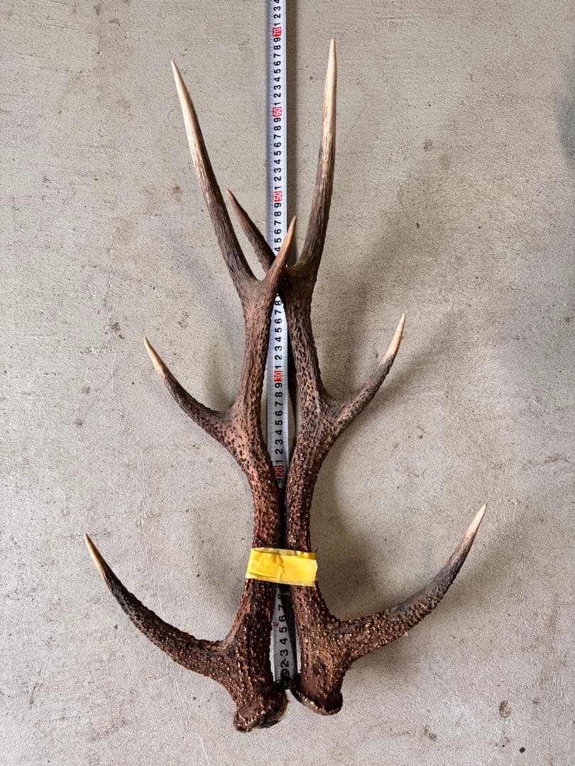 天然鹿の角5対(10本)セット No.7