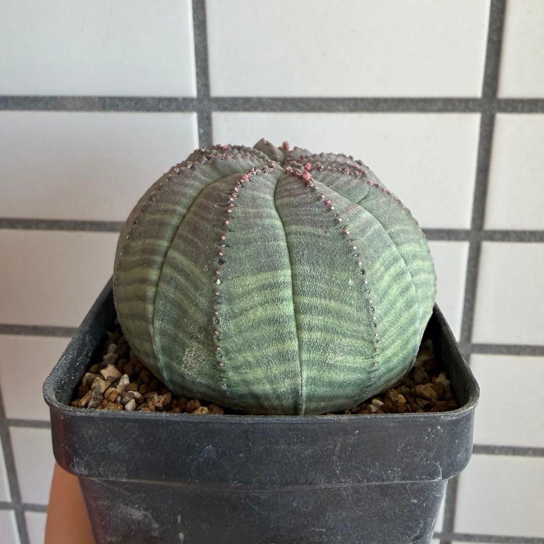 よ*！様 ② ユーフォルビア オベサ 実生選抜 モンスト 稜乱れ