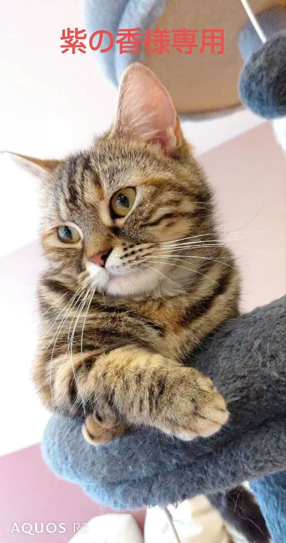 紫の香・アソシエ・カシミヤ100%ニットベスト＆ニットカーディガン