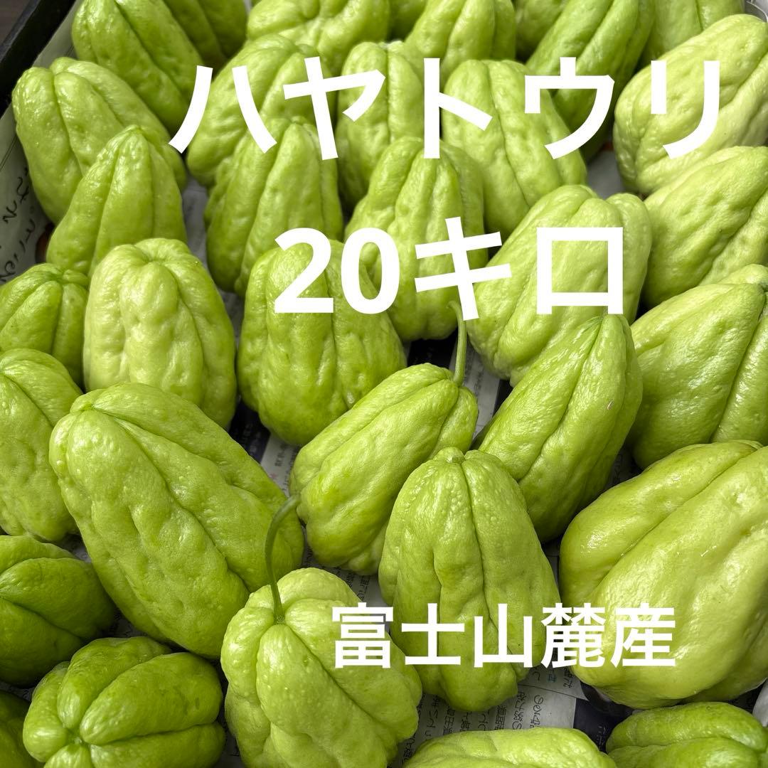 ハヤトウリ　20キロ 富士山麓産