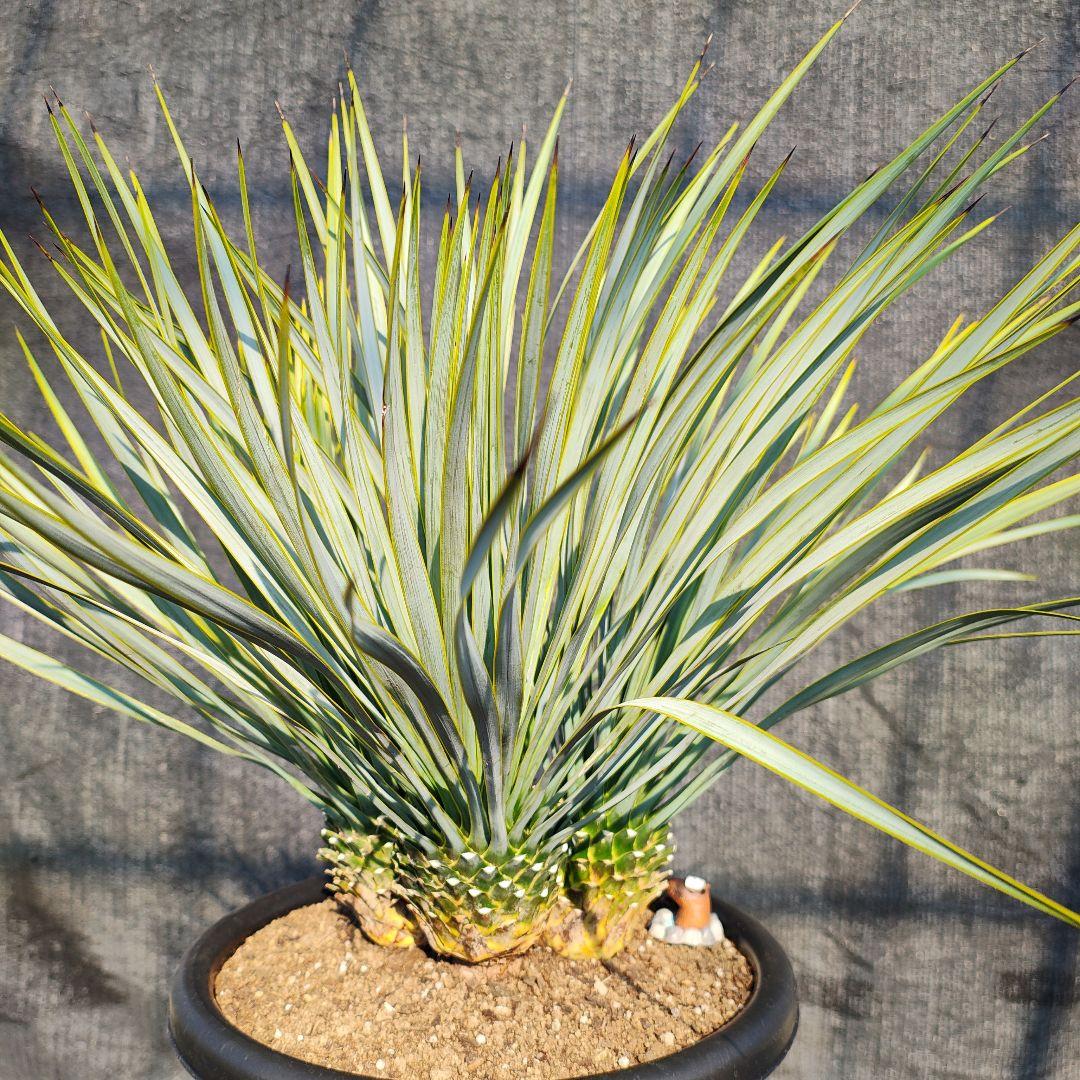 ロストラータ Hyb ふぉ－ヘッド