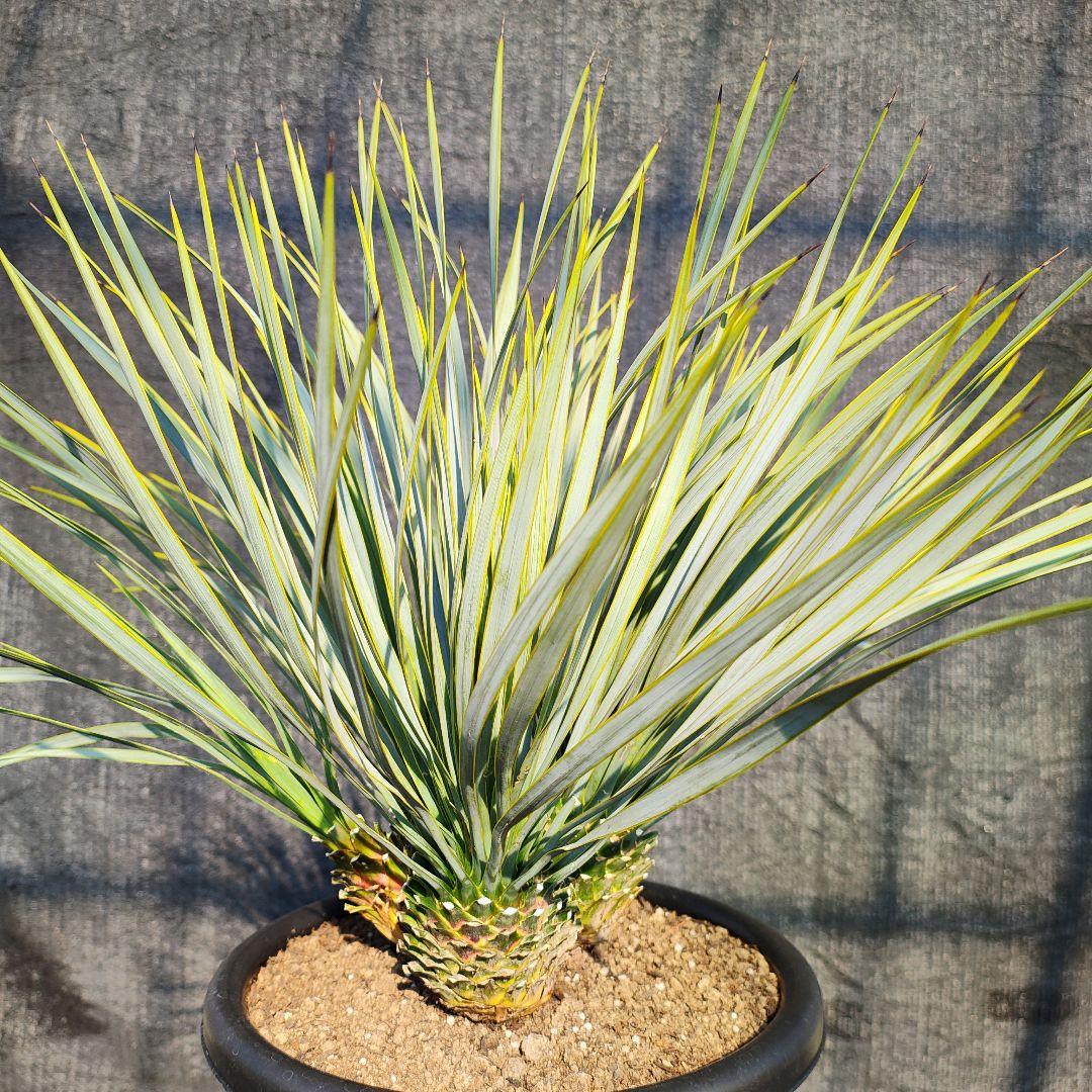 ロストラータ Hyb ふぉ－ヘッド