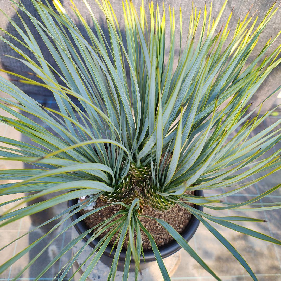 ロストラータ Hyb ふぉ－ヘッド