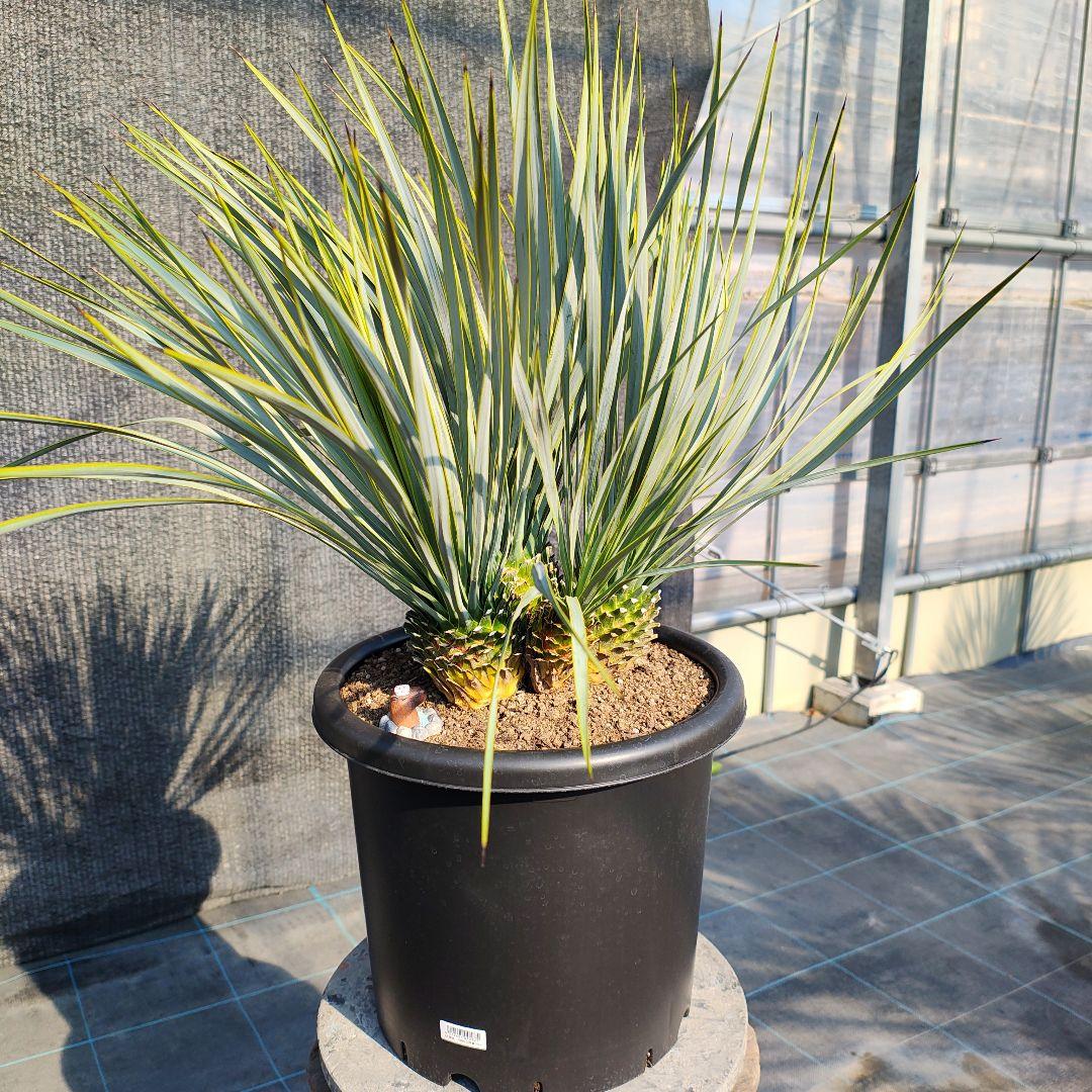 ロストラータ Hyb ふぉ－ヘッド