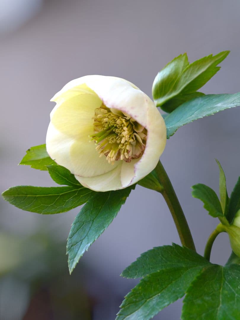 クリスマスローズ　毬姫　Sdピコ