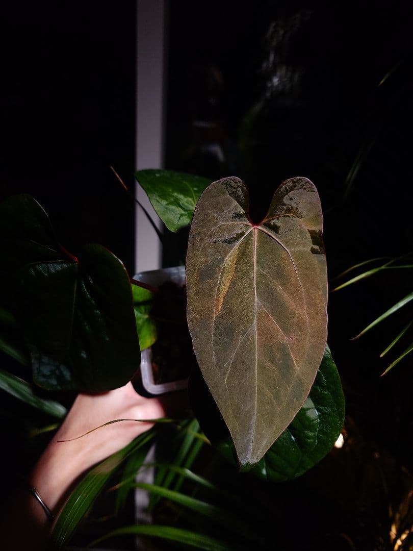 Anthurium AOS x RVDP 斑入り