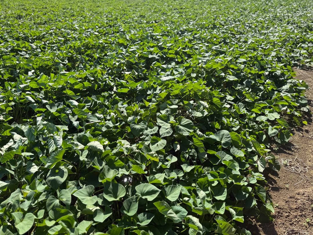 シルクスイート 大きめサイズ 150kg 訳あり品