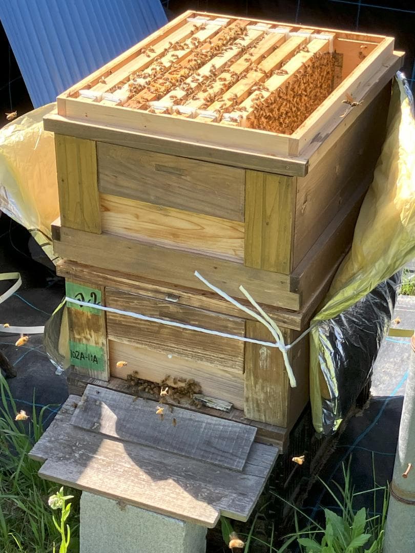 【Nissui様】 百花蜜 1000g 6本 長野県産 国産蜂蜜 はちみつ