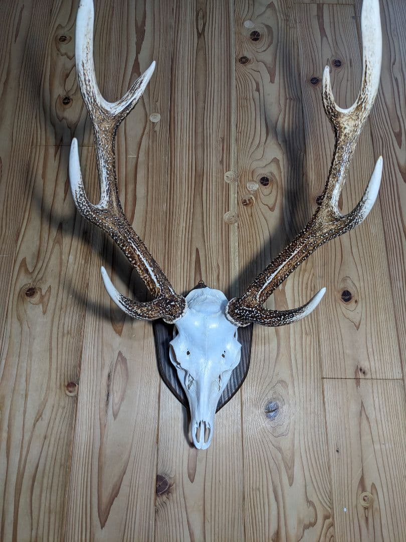 鹿角　壁掛け　ハンティングトロフィー　九州鹿　鹿の角　2024　名勝耶馬渓産