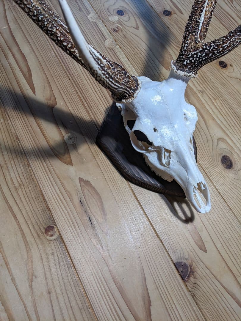 鹿角　壁掛け　ハンティングトロフィー　九州鹿　鹿の角　2024　名勝耶馬渓産