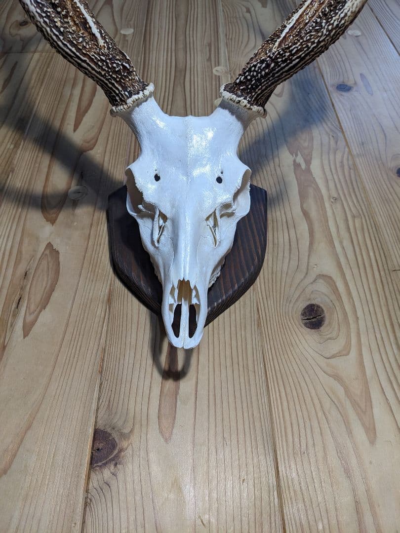 鹿角　壁掛け　ハンティングトロフィー　九州鹿　鹿の角　2024　名勝耶馬渓産