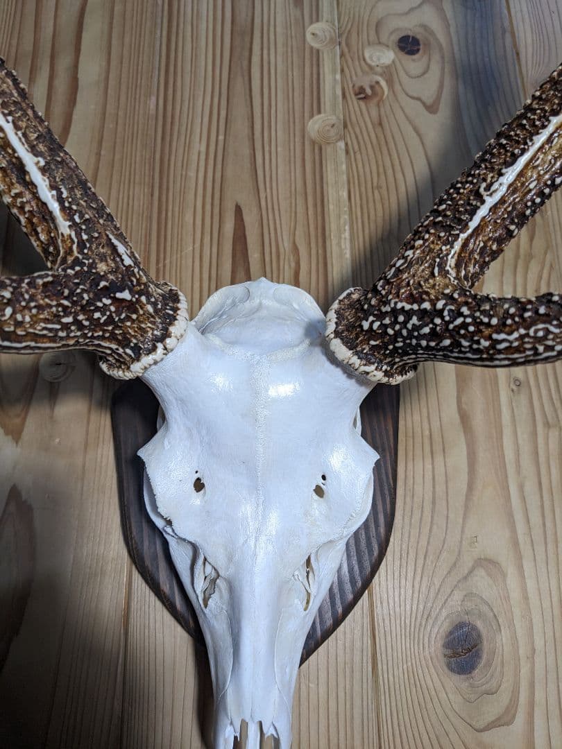 鹿角　壁掛け　ハンティングトロフィー　九州鹿　鹿の角　2024　名勝耶馬渓産