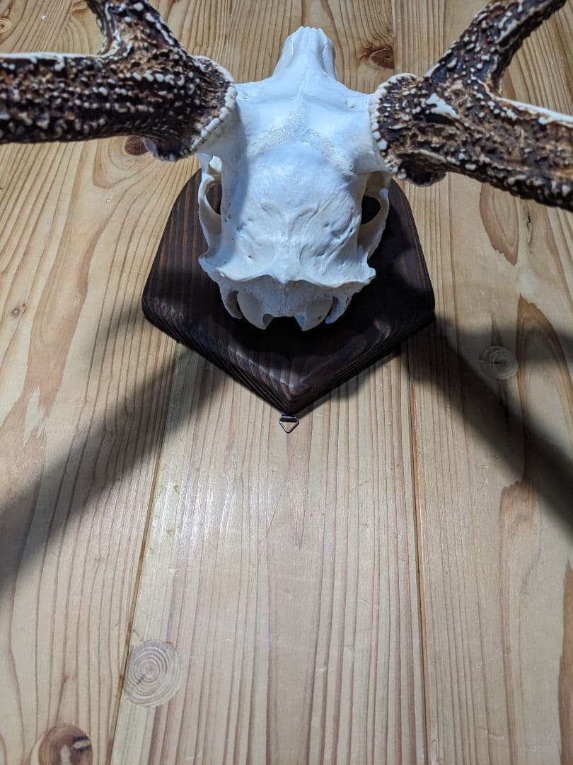 鹿角　壁掛け　ハンティングトロフィー　九州鹿　鹿の角　2024　名勝耶馬渓産