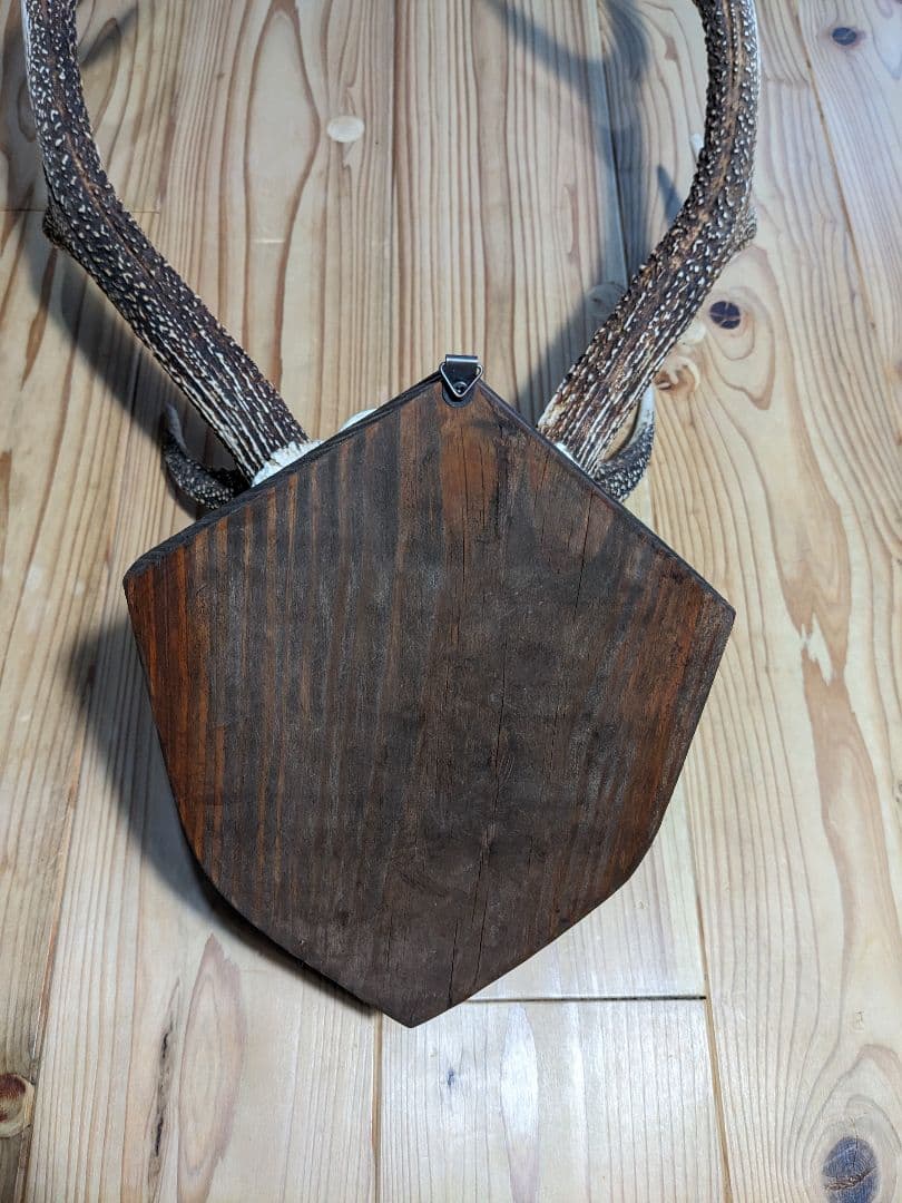 鹿角　壁掛け　ハンティングトロフィー　九州鹿　鹿の角　2024　名勝耶馬渓産