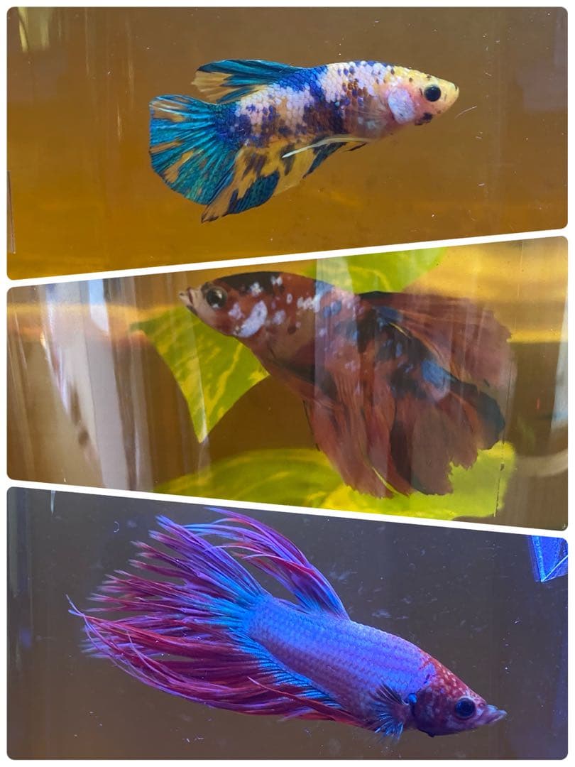 沖縄県やんばる産マジックリーフ 1kg UV殺菌灯照射済み②