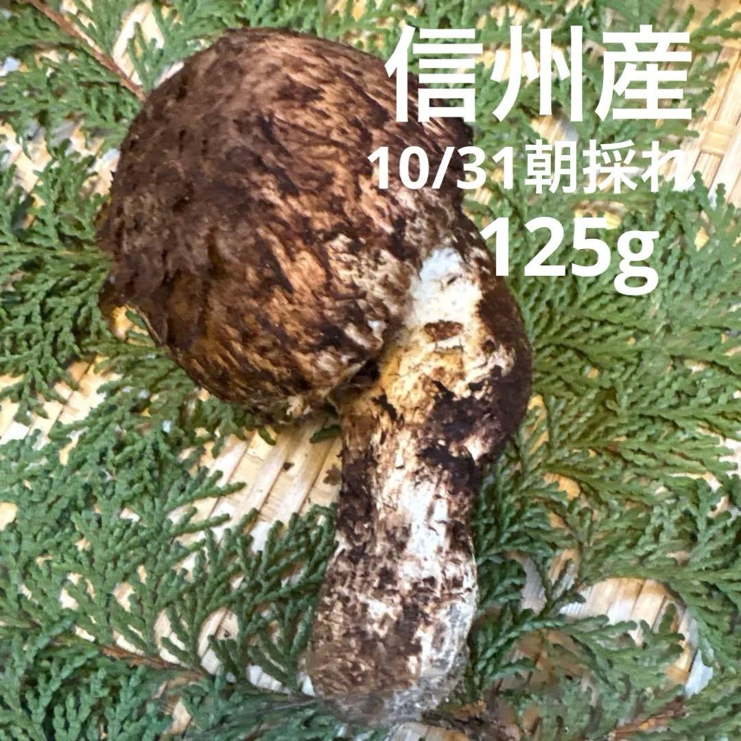 長野県南信州産‼️松茸 大1本125g 10/31朝採れ
