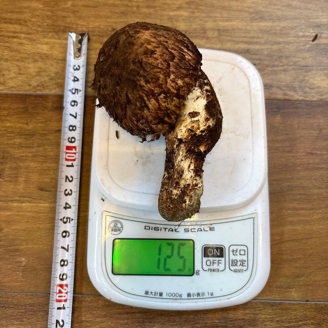 長野県南信州産‼️松茸 大1本125g 10/31朝採れ