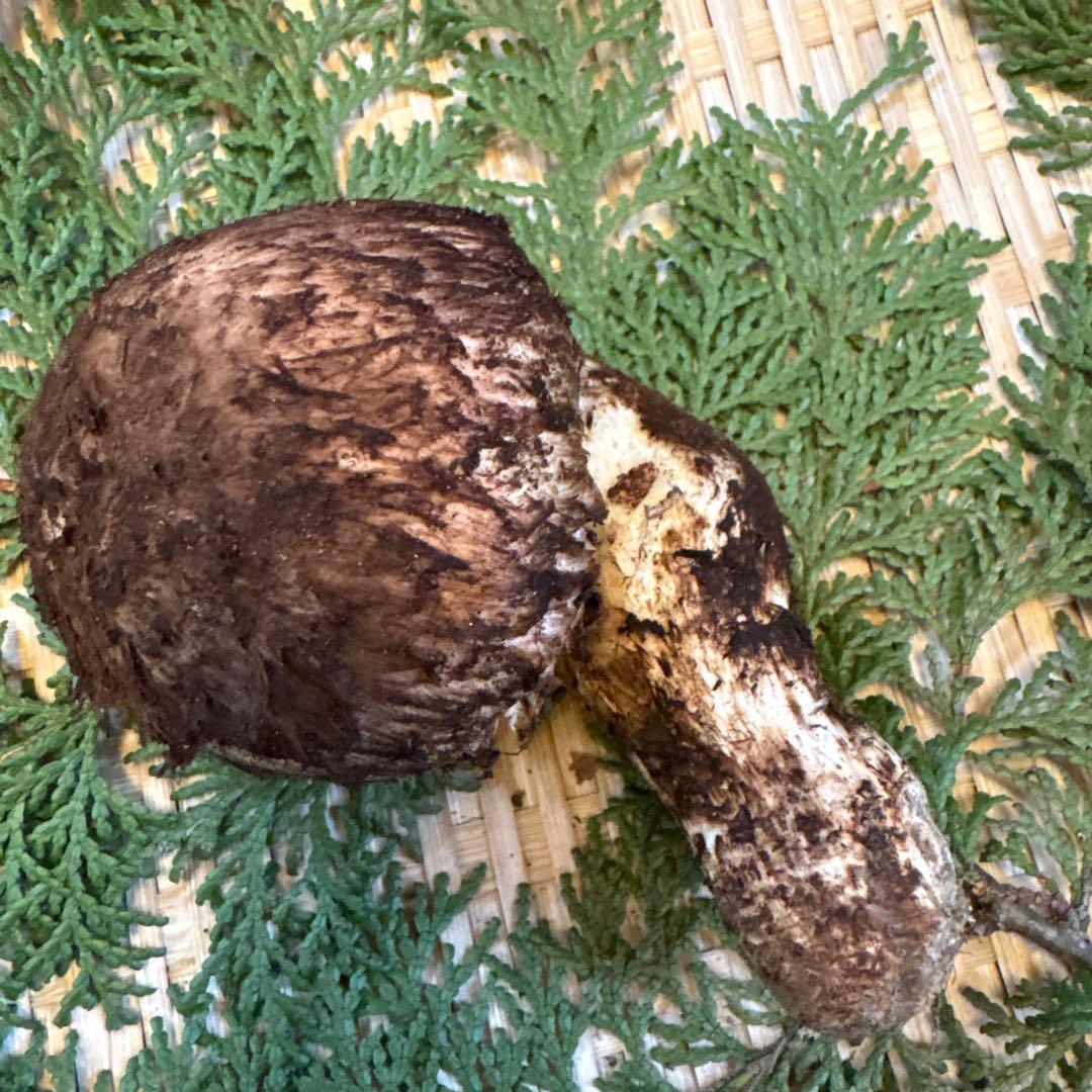 長野県南信州産‼️松茸 大1本125g 10/31朝採れ