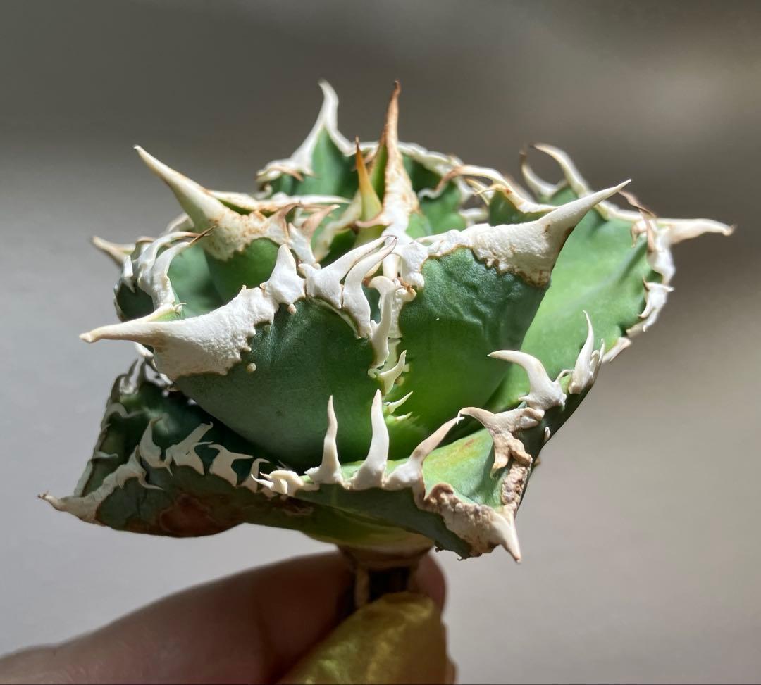 渡*志様 【初売りオークション】73 超選抜　太棘　アガベ　チタノタ　白豪刺　T