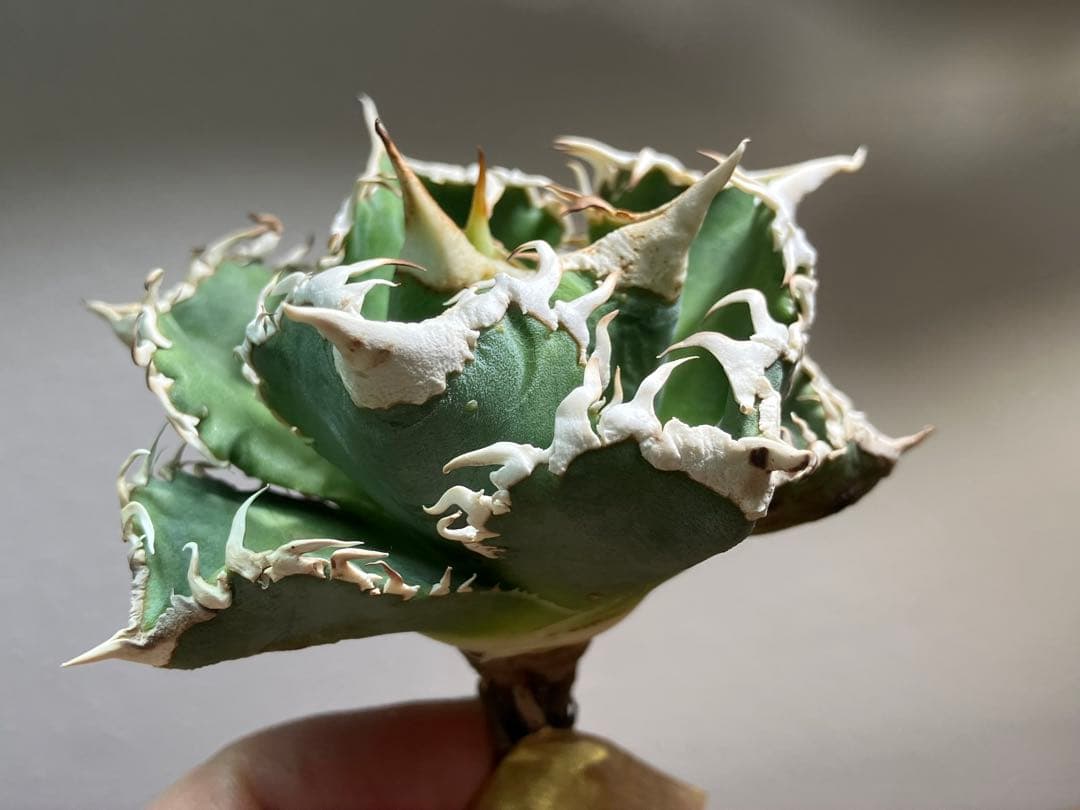 渡*志様 【初売りオークション】73 超選抜　太棘　アガベ　チタノタ　白豪刺　T