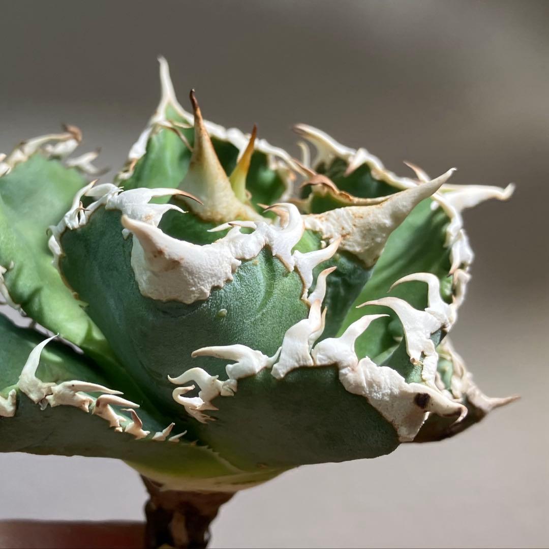 渡*志様 【初売りオークション】73 超選抜　太棘　アガベ　チタノタ　白豪刺　T