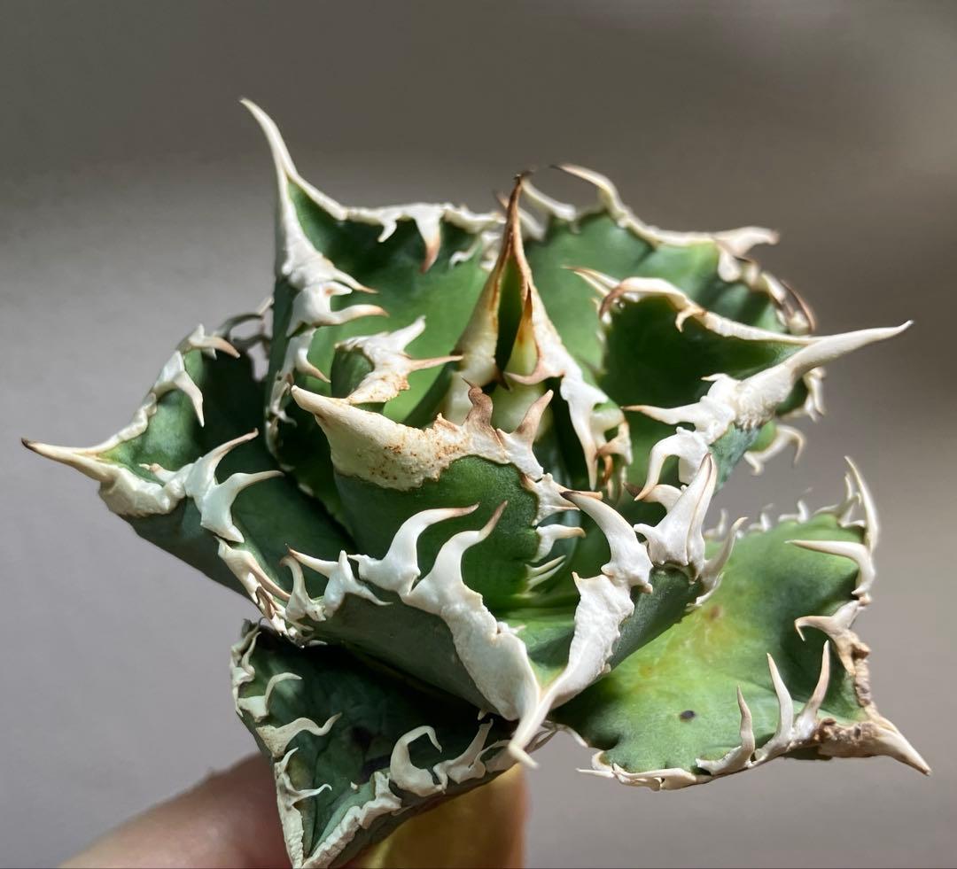 渡*志様 【初売りオークション】73 超選抜　太棘　アガベ　チタノタ　白豪刺　T