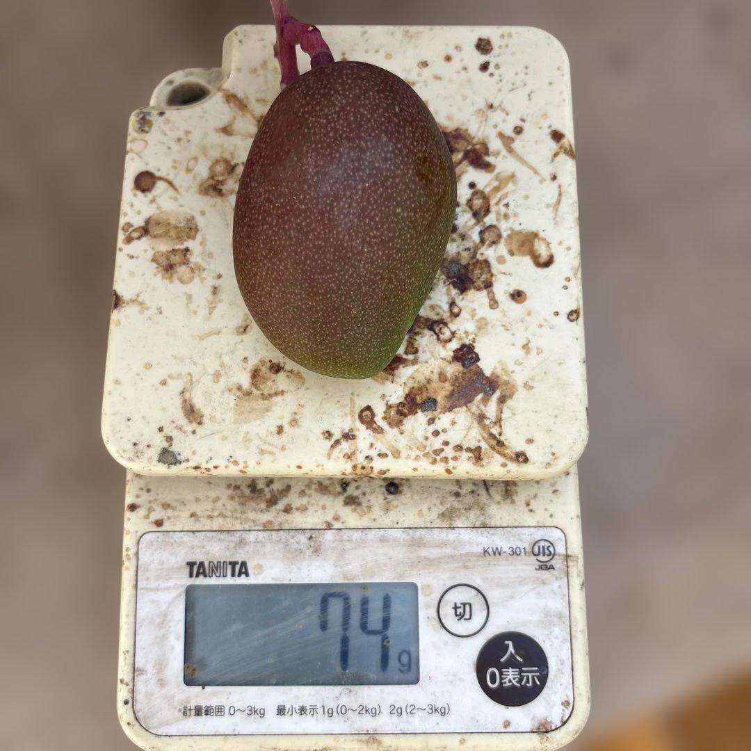 摘果マンゴー2/12