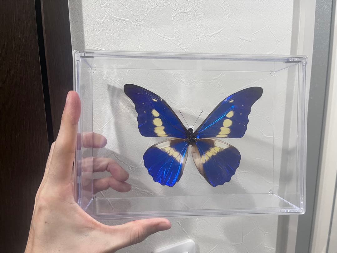 モルフォ蝶　標本