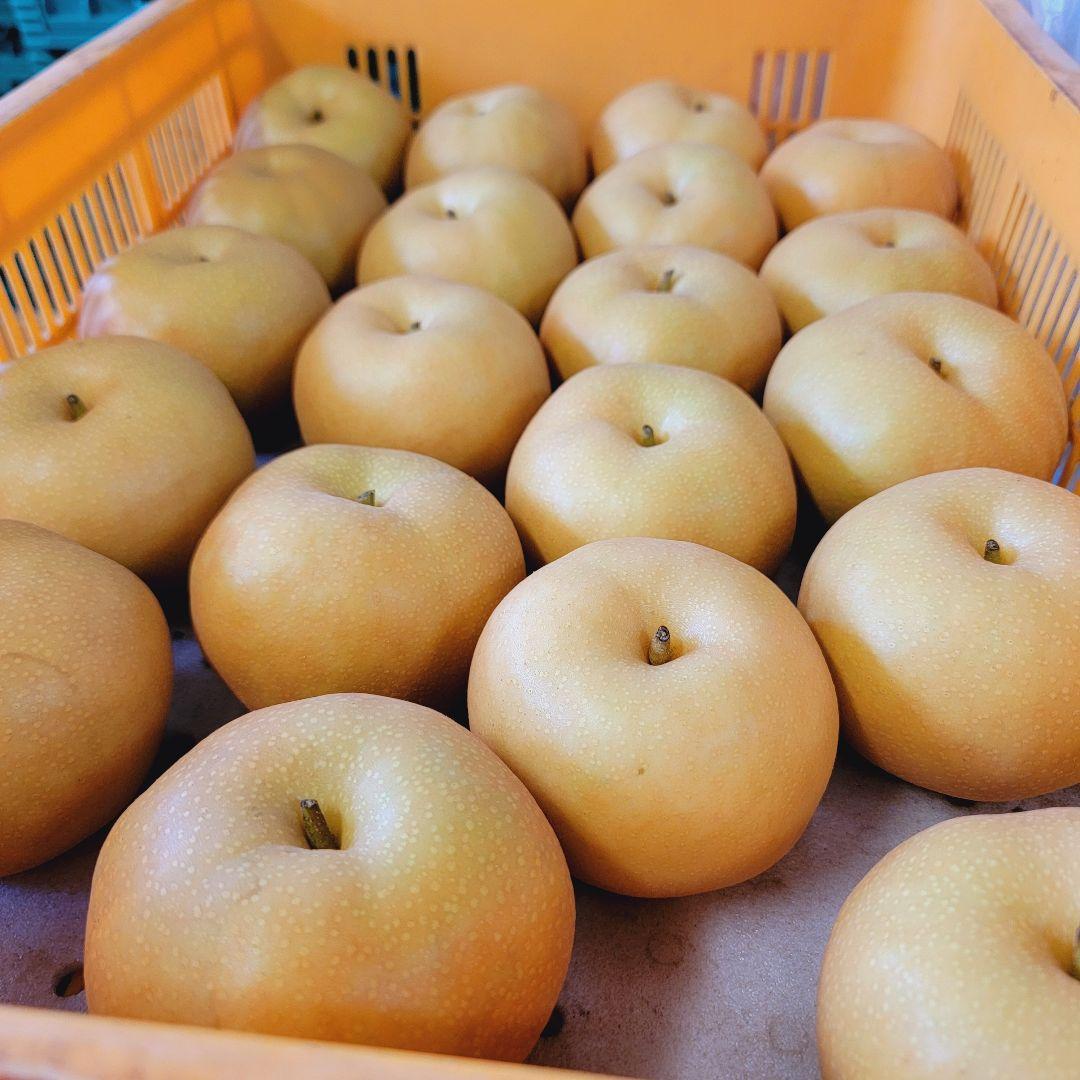 南水 良い子10キロ