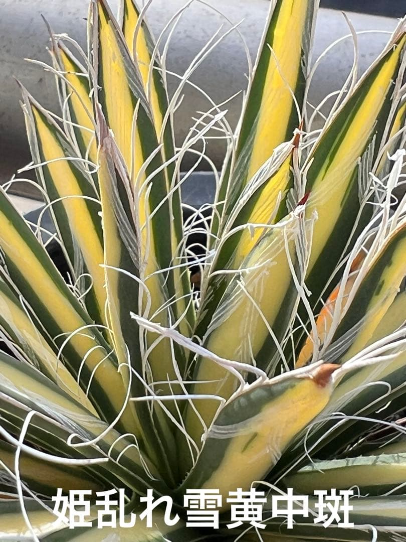 穴*ボ様 アガベ　パルビフローラ姫乱れ雪黄中斑