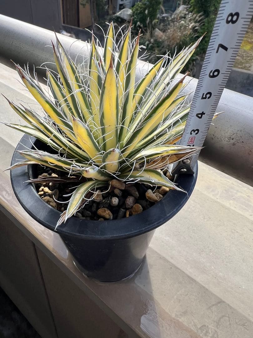 穴*ボ様 アガベ　パルビフローラ姫乱れ雪黄中斑