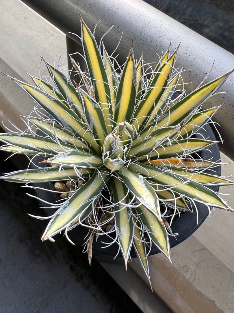 穴*ボ様 アガベ　パルビフローラ姫乱れ雪黄中斑