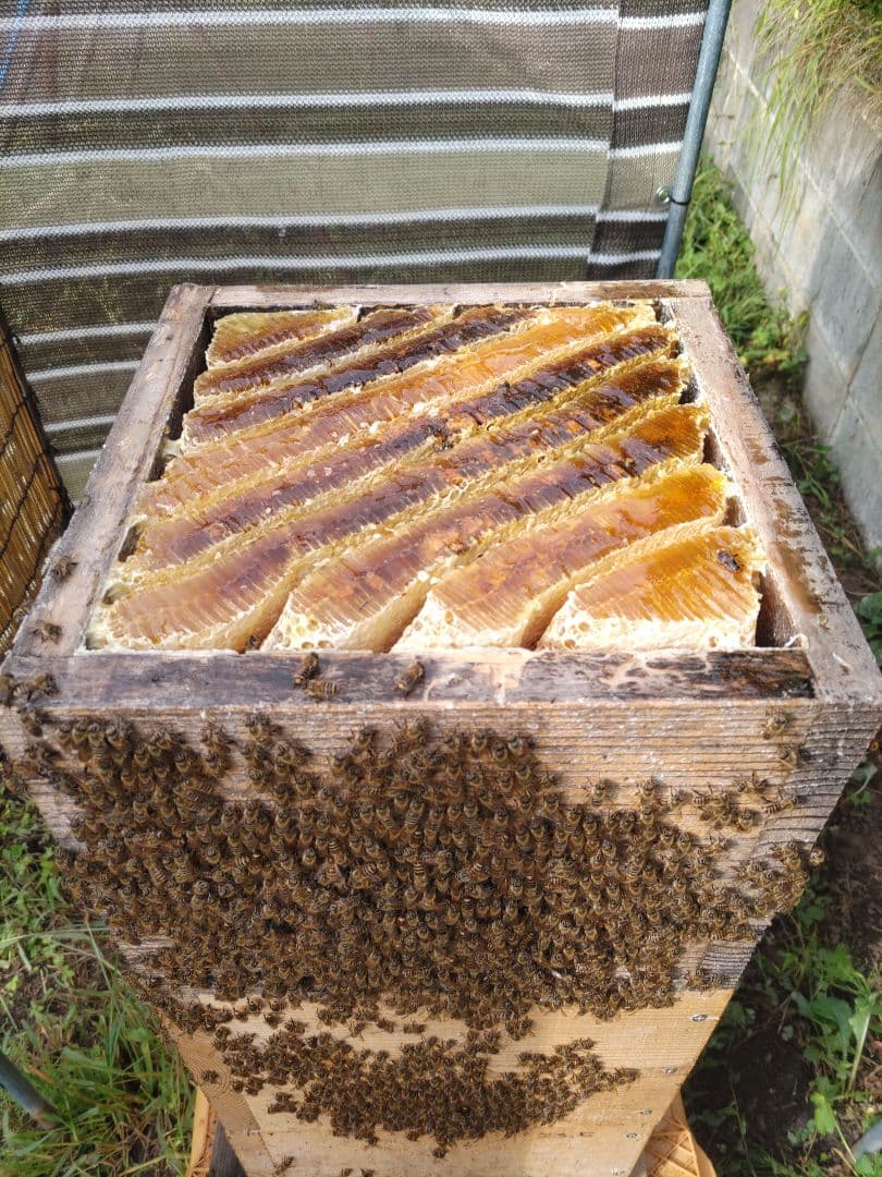 純粋はちみつ　百花蜜（１年熟成物）　550ｇ✕4本（2.2kg）