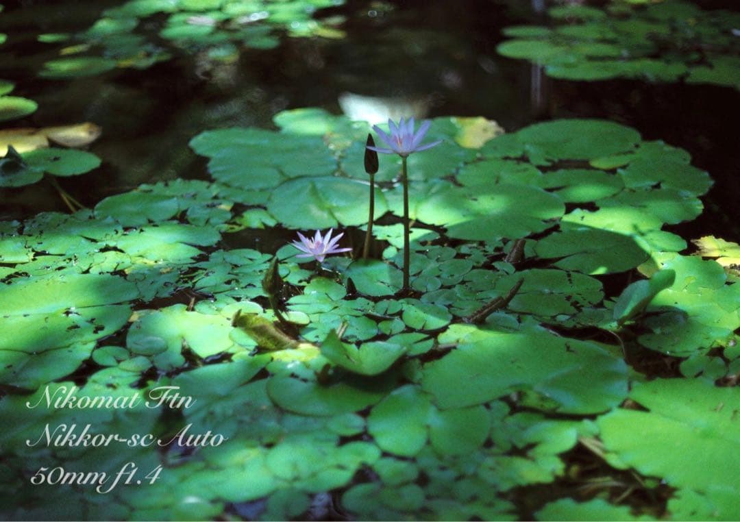 nikon ftn＊50mm f1.4★完動品＊美品＊初期保証＊作例多数！